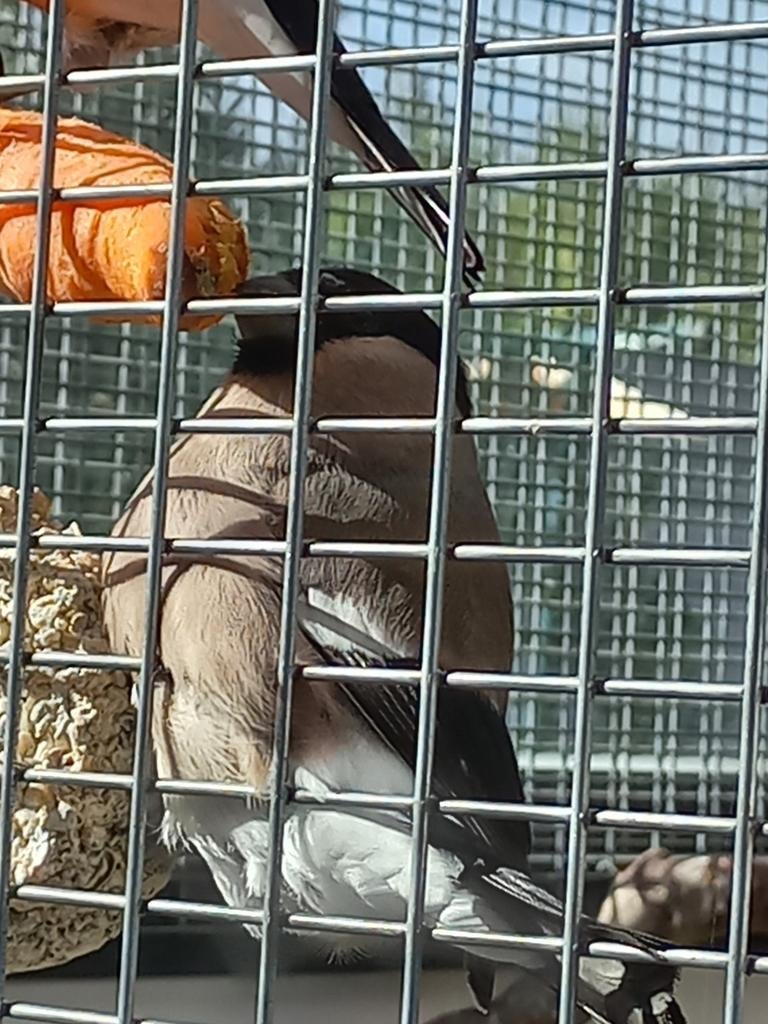 Bouvreuil ponceau, Animaux & Accessoires, Femelle