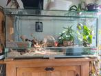 Terrarium en verre 120x60x60 Full équipé!, Enlèvement ou Envoi, Utilisé, Terrarium ou Paludarium