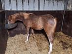 Heel mooie welsh B jaarling hengst. ( c pony), Poney C (1.27 m à 1.37m), Avec pedigree, Étalon, 0 à 2 ans