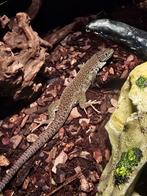 Parelhagedissen, Dieren en Toebehoren, Reptielen en Amfibieën, Amfibie