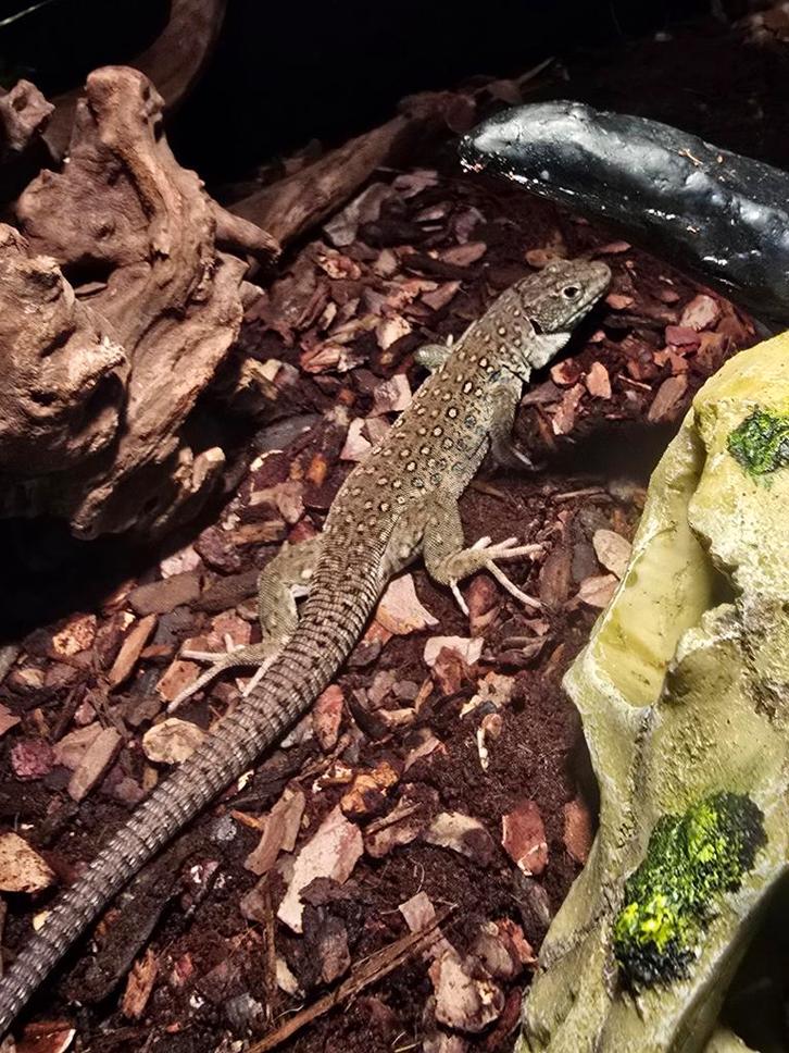 Parelhagedissen, Dieren en Toebehoren, Reptielen en Amfibieën, Amfibie