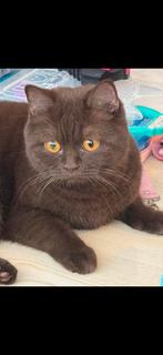 Britse korthaar katin (fokpoes), 0 à 2 ans