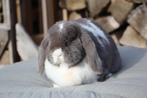 Nhd Knuffel konijntje, Dieren en Toebehoren, Vrouwelijk, Klein, Hangoor, 0 tot 2 jaar
