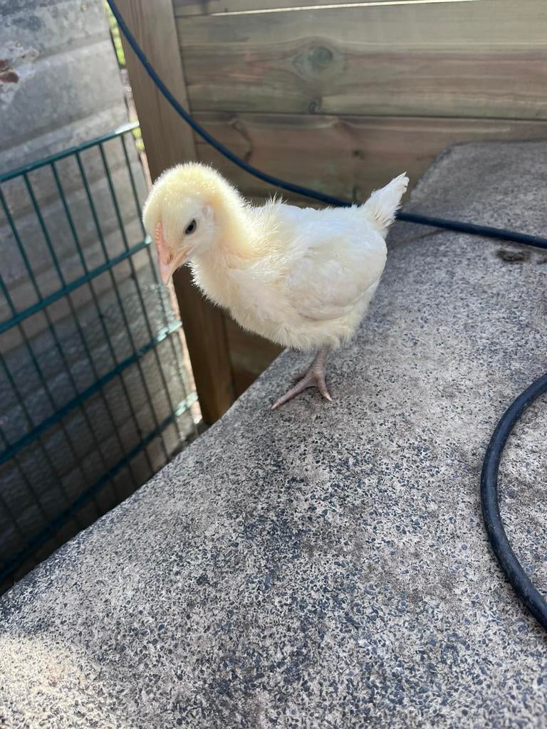 Poule de bresse kuikens