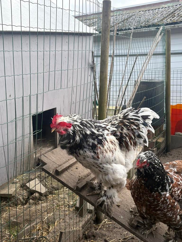 Prachtige haan, Animaux & Accessoires, Mâle, Poule ou poulet