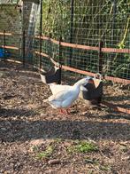 1 mannelijke gans, Mâle, Oie ou Cygne