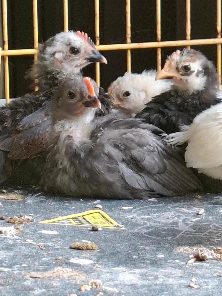 Serama haantjes, Dieren en Toebehoren, Pluimvee, Kip, Mannelijk