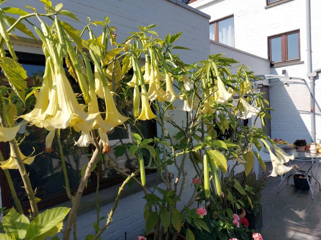 Brugmansia, Tuin en Terras, Planten | Fruitbomen, Ophalen
