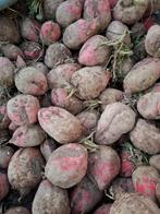 Voederbieten, Ophalen