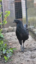 Jeune coq Ayam cemani, Animaux & Accessoires