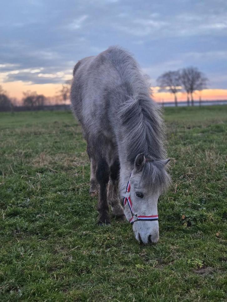 3 jarige welsh merrie, Dieren en Toebehoren, Pony's, Merrie, Onbeleerd, A pony (tot 1.17m), 3 tot 6 jaar, Met stamboom, Gechipt