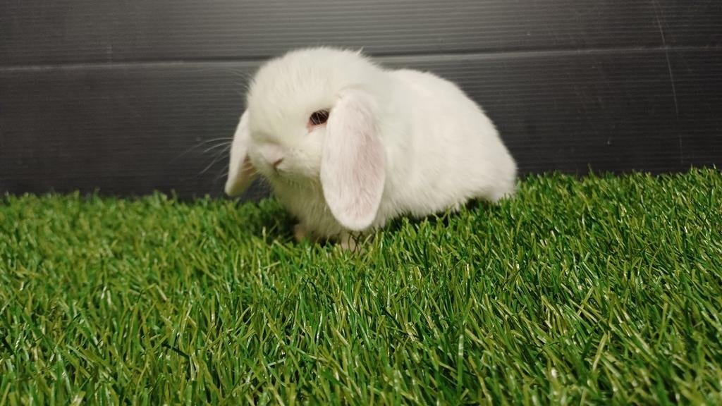 Handtamme raszuivere vrouwelijke minilop konijnen jong, Dieren en Toebehoren, Konijnen, Dwerg, Vrouwelijk, 0 tot 2 jaar, Hangoor