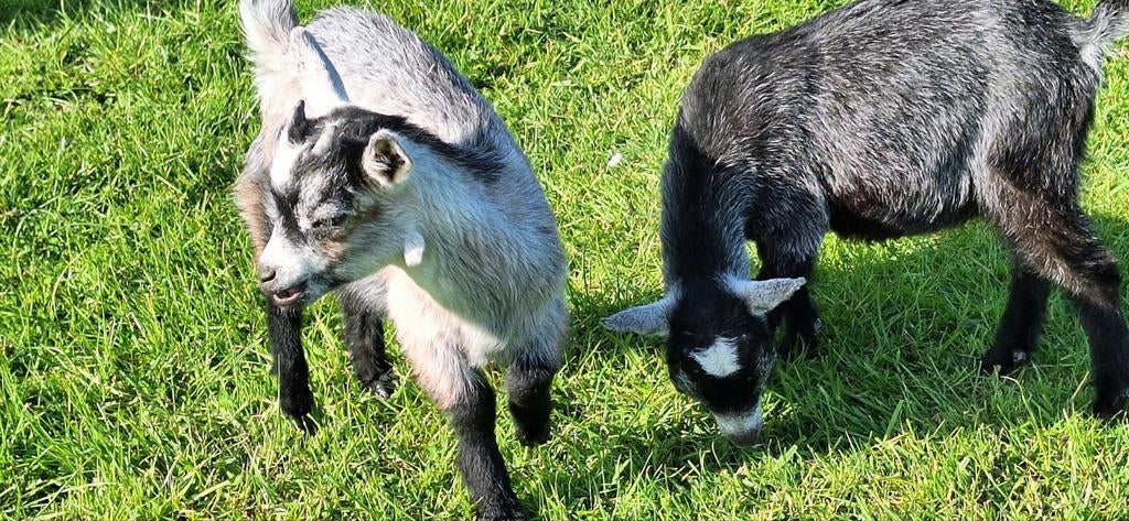Lammetjes mieke en bokje 3,5 maand oud, Dieren en Toebehoren, 0 tot 2 jaar