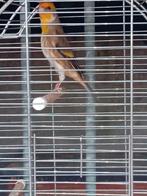 Kruising man  putter x goudvink, Dieren en Toebehoren, Mannelijk, Wildzangvogel, Geringd