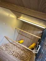 Paire de kakarikis jaunes, Animaux & Accessoires, Bagué