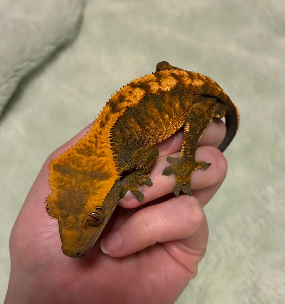 Wimpergekko man, Lézard, Domestique, 3 à 6 ans