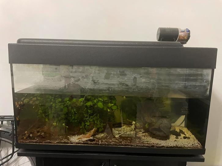 Aquarium avec poissons, armoire et ensemble complet, Animaux & Accessoires, Poissons | Aquariums & Accessoires, Comme neuf, Enlèvement