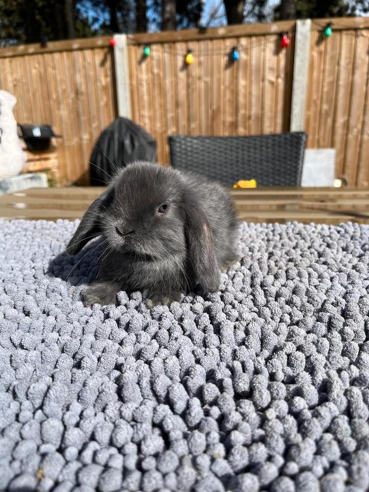 Hangoortje - dwergkonijntje NHD, Dieren en Toebehoren, Konijnen, Dwerg, Mannelijk, 0 tot 2 jaar, Hangoor