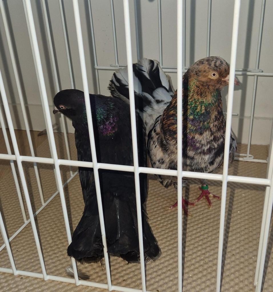 Oosterse Rollers, Meerdere dieren, Tuimelaar of Roller