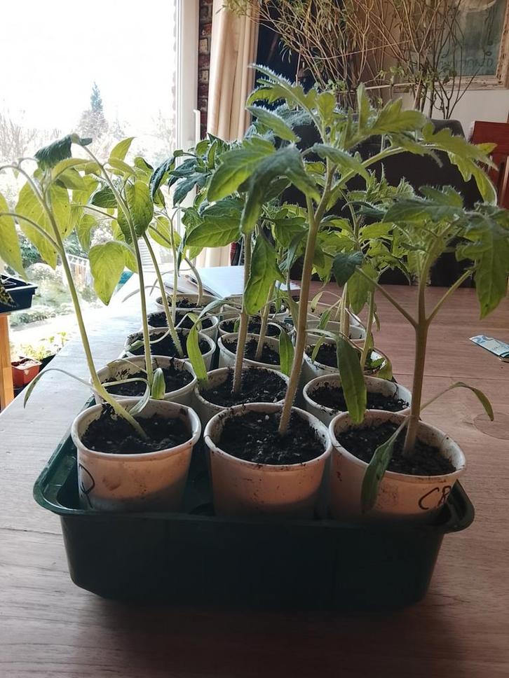 Jeunes plants de tomates, Jardin & Terrasse, Plantes | Jardin, Enlèvement