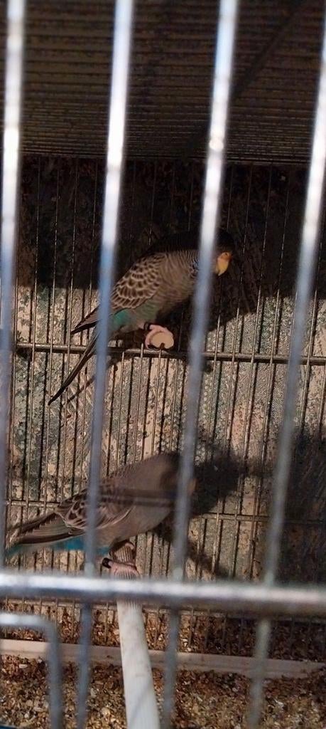 Blackface grasparkieten, Dieren en Toebehoren, Vogels | Parkieten en Papegaaien