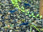 Neocaridina Blue Sapphire garnalen