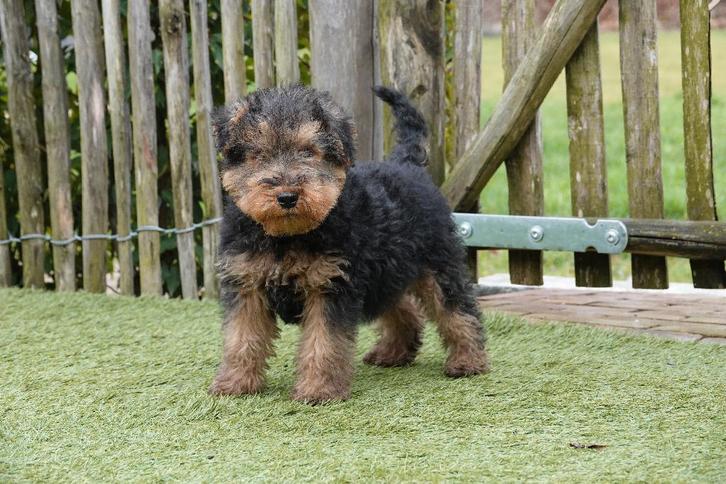Prachtige Welsh Terriër Pups (ouders aanwezig), Dieren en Toebehoren, Honden | Jack Russells en Terriërs, Reu, Overige rassen