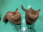 Cinnamon Latent  DBE ~ BRITS KORTHAAR, Dieren en Toebehoren, Katten en Kittens | Raskatten | Korthaar, Meerdere dieren, Met stamboom