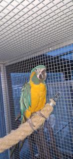 Blauwkeel ara, Dieren en Toebehoren, Mannelijk, Papegaai, Geringd