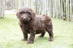 Prachtige kleine medium Chocobruine Labradoodle pup, Parvo, België, 8 tot 15 weken, Meerdere