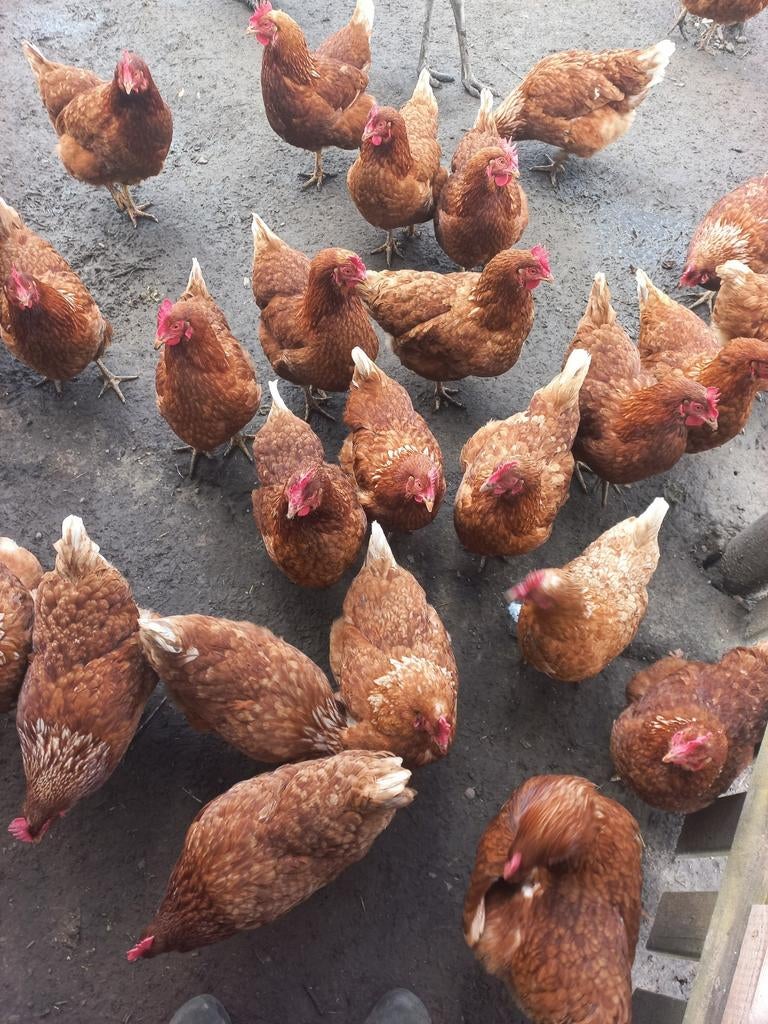 Poules pondeuses, Femelle, Poule ou poulet