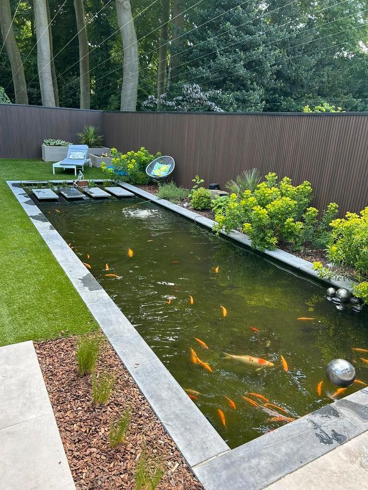 Vijvervissen te koop, Jardin & Terrasse, Étangs, Comme neuf, Enlèvement ou Envoi