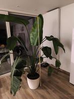 Strelitzia, Huis en Inrichting, Ophalen, Overige soorten, Halfschaduw, In pot