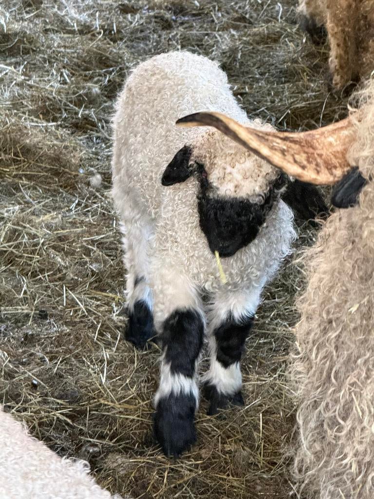 Walliserschwarznasen lammeren Van’t Rhodenhof, Plusieurs animaux, Mouton, 0 à 2 ans