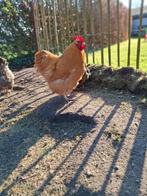 Jonge Orpington Haan, Dieren en Toebehoren, Juni, Mannelijk