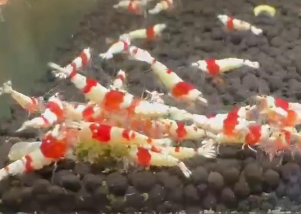 Hobbyaquarium Crystal red garnalen, Dieren en Toebehoren, Vissen | Aquariumvissen
