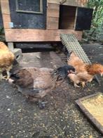 Brahma hennen, Dieren en Toebehoren, Pluimvee