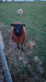 gecastreerd schaap ram, Dieren en Toebehoren, Mannelijk, Schaap, 0 tot 2 jaar