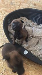 Malinois pure race, Articles professionnels, Enlèvement