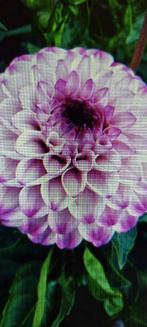 Dahlia genova, Tuin en Terras, Ophalen of Verzenden, Voorjaar, Volle zon, Knol