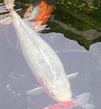 koi vissen, Karper of Koi