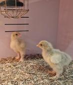 Brahma Isabel haantjes, Dieren en Toebehoren, Pluimvee
