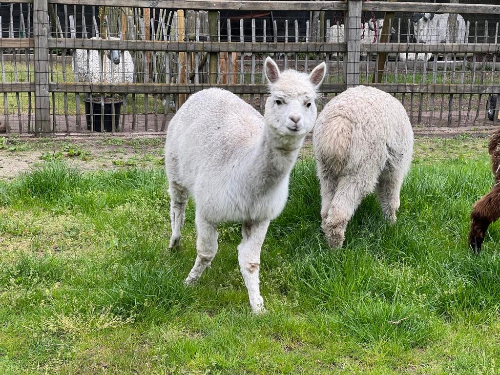 Prachtige jonge merrie, Dieren en Toebehoren, Vrouwelijk, 3 tot 5 jaar