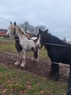 5 jarige tinker merrie, Dieren en Toebehoren, Merrie, Minder dan 160 cm, Zadelmak, 3 tot 6 jaar