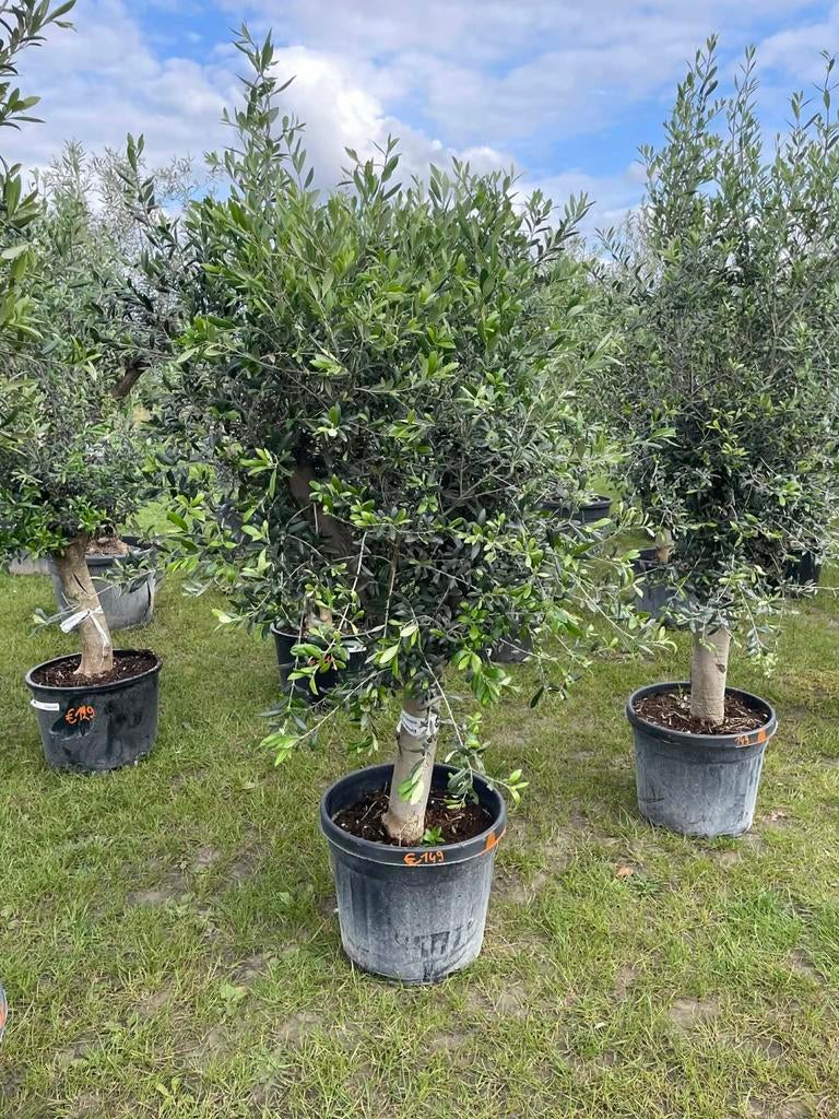 ‼️grote olijfbomen actie ‼️, Ophalen