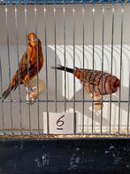 Kanaries, Animaux & Accessoires