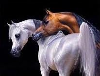 Peinture à l'huile, comme cadeau, communion, mariage,.., Enlèvement, Comme neuf, Peinture