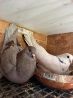 Sierduiven, Dieren en Toebehoren, Vogels | Duiven, Meerdere dieren, Tuimelaar of Roller