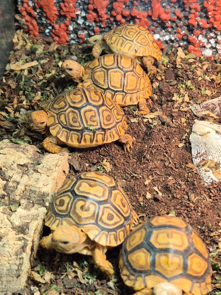 Stigmochelys pardalis, Dieren en Toebehoren, Reptielen en Amfibieën, Schildpad, 0 tot 2 jaar