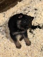 Duitse herders 695 euro, Parvo, België, 8 tot 15 weken, Teef